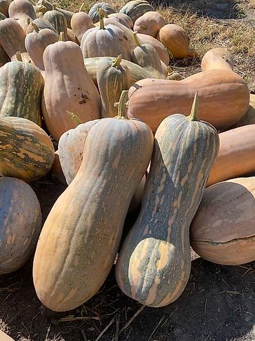 амур кг: 🎃 ПРОДАЮ ПИЩЕВУЮ ТЫКВУ Есть в наличии примерно 5–6 тонн пищевой — 2