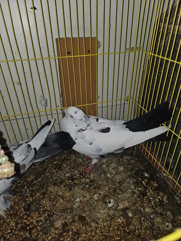 Göyərçinlər: Müxtəlif rənglərdə iki göyərçin təklif olunur. Biri gənc, qəhvəyi, boz — 6