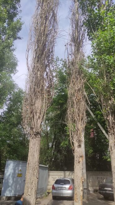 Спил деревьев, заготовка дров: Пилю деревья цена индивидуально! Пилю дровабревна 1500 - с/куб — 11