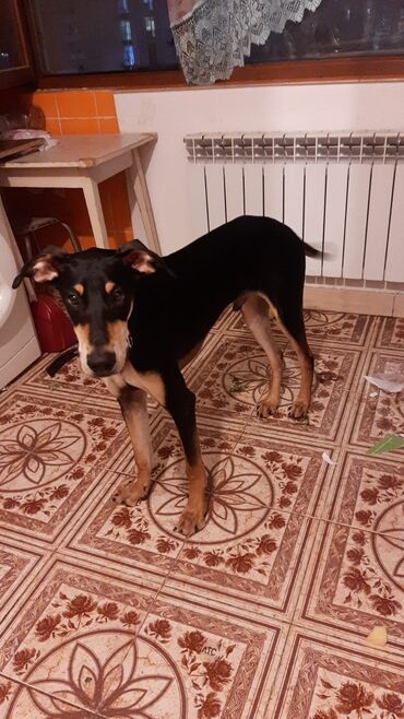 алабай в добрые руки: 9 месяцев, Самец