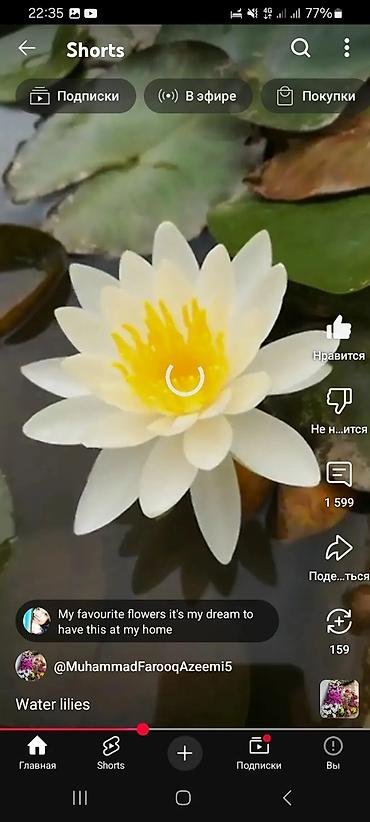 Пион: Клубни и саженцы цветов — пионы, травянистые, древовидные и гибридные — 15