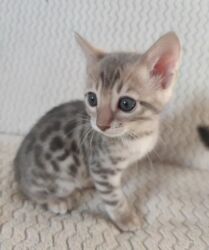 скоттиш фолд шотландская вислоухая кошка: Бенгальская, 2 месяца, Мальчик, Голубой, Приучена к лотку