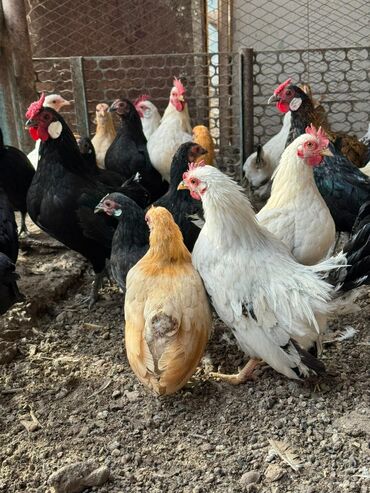 купить горох кормовой: Сатам | Тооктор, Короздор