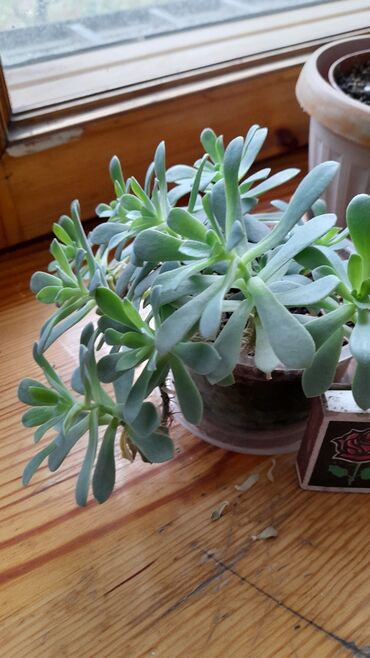 строительный мусор самовывоз: Обмен Отросток цветка "каменная роза", обмен на 50 сом, цветет жёлтыми