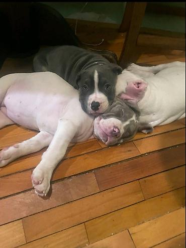 Psi: American bully štenci – vrhunski kvalitet Na prodaju tri prelepe ženke — 10