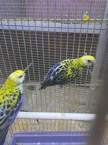 Птицы: Папугай розелла пара