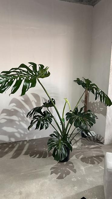 деликатесы: Монстера делициоза (Monstera deliciosa), крупное взрослое комнатное — 2