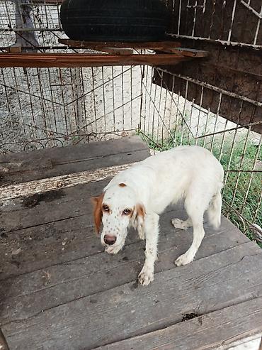 bala dana: Ov iti – İngilis setter tipli balaca - Cins: setter tipli ov iti - — 3