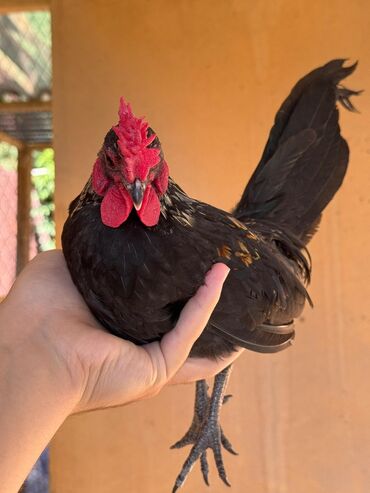 жердочки для попугаев корелла: 🐣Продаю декоративные карликовые породы кур и петухов! Отличные