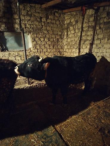 Коровы, быки: Продаю | Бык (самец) | На откорм | Привязанные — 1