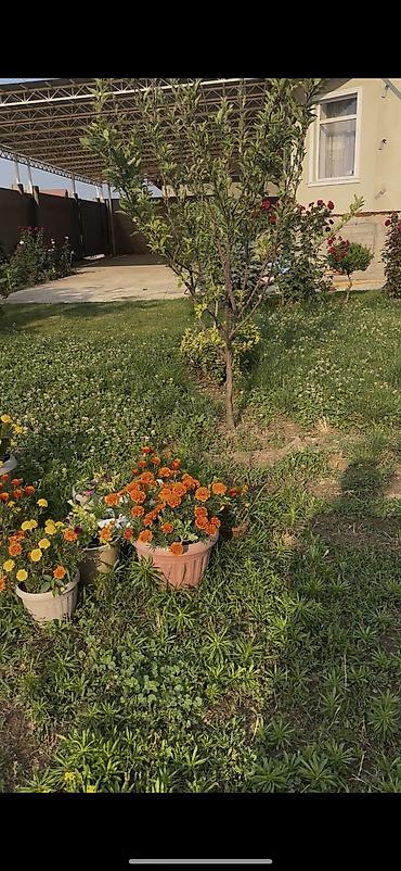 Продажа участков: 8 соток, Для строительства, Красная книга at lalafo.kg — 3 Продажа участков: 8 соток, Для строительства, Красная книга — 3