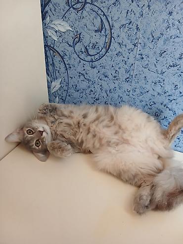pisik etibarli: Qisirlasib .heyvansevere sahiblendirilir — 2