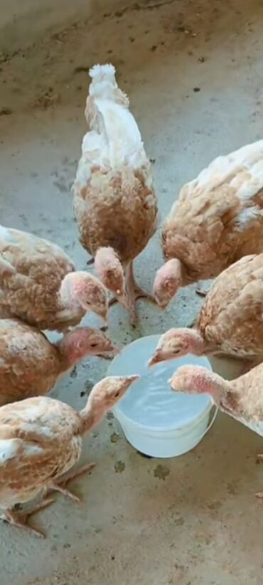 Hinduşkalar: Salam alekum bu hidusqa satandab 5 hidusqa zakaz etmisik pulu atmisiq — 17