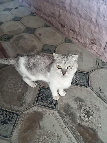 pişik pulsuz: Boz-ağ rəngli ev pişiyi - Növ: ev pişiyi - Rəng: gümüşü-boz üst — 3