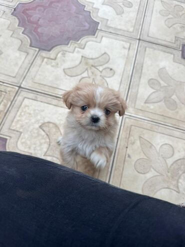 İtlər: 2 ay — 19