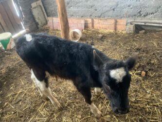 кукуруза цена за 1 кг бишкек: Продаю | Музоо, торпок | Голштин | На откорм