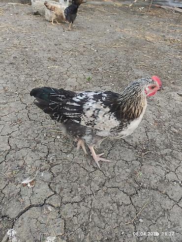 Toyuqlar: Toyuq, Ətlik -da lalafo.az — 5 Toyuqlar: Toyuq, Ətlik — 5