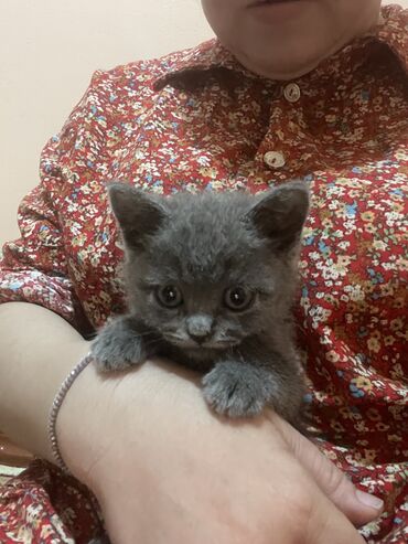 персидская короткошерстная кошка: Скотиш Страйт (Шотландская прямоухая), 3 месяца, Мальчик, Голубой, Приучена к лотку, Проглистована