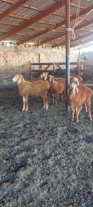 кой козы: Продаю | Овца (самка), Ягненок, Баран (самец) | Арашан | Для разведения