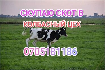 котные бараны: Куплю | Коровы, быки, Лошади, кони | Круглосуточно, Любое состояние, Забитый