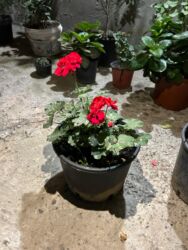 Otaq bitkiləri: Qırmızı çiçəkləri olan saksı geranium (Pelargonium) - Parlaq qırmızı — 3