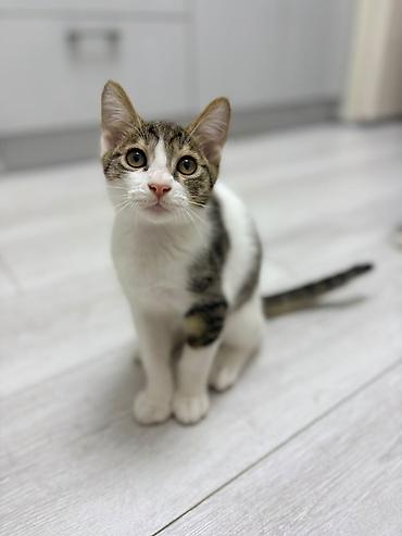 котята кант: Отдам двух котят мальчиков в хорошие руки. Малышам 3,5 месяца. На — 2