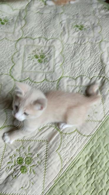 ххх пес: Кошка даром: Беспородная, 2 месяца, Мальчик, Приучена к лотку — 2