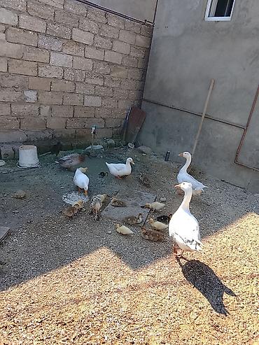 Qazlar: Qaz və ördək sürüsü satılır - Növ: ev quşları – ağ və boz qazlar, ağ — 2