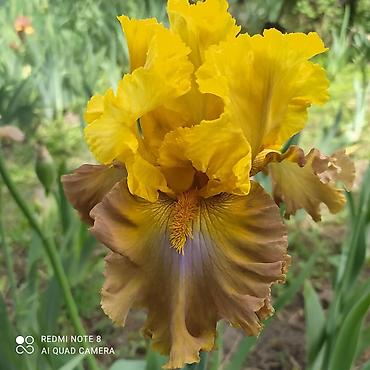 Другие садовые цветы и кустарники: В продаже саженцы сортовых ирисов из личной коллекции Все фото мои! at lalafo.kg — 1 Другие садовые цветы и кустарники: В продаже саженцы сортовых ирисов из личной коллекции Все фото мои! — 1