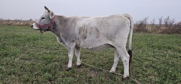 коровы дойный: Продаю | Корова (самка), Бык (самец), Тёлка | Швицкая | Для разведения, Для молока | Стельные