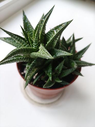 цветы алое: Суккулент Haworthia (возможна разновидность Haworthia — 3