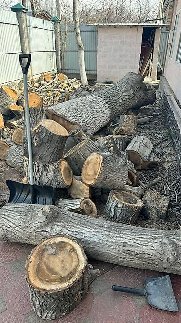 Спил деревьев, заготовка дров: Бак кыйабыз отун аралайбыз. ар кандай кыйынчылыктагы 24/7 чалып — 14