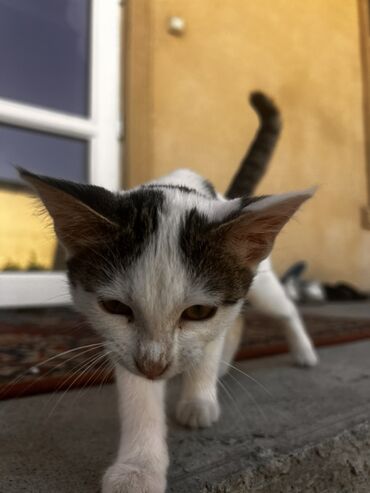 русская голубая кошка котята: 2 айлык, Ургаачы, Ак, Аргын, Лотокко барууга үйрөтүлгөн