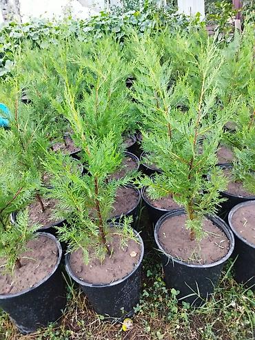 sitili: Thuja (arborvitae) əkiləsi saksı fidanları - Növ: Həmişəyaşıl — 1
