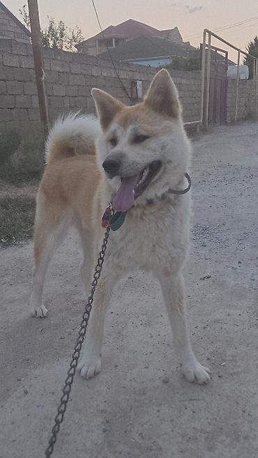 qurd basar iti: Akita-inu, Dişi, Peyvəndli — 1