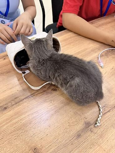 серая кошка: 3 месяца, Девочка, Серый, Приучена к лотку — 5