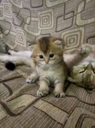 Pişiklər: Britan -da lalafo.az — 13 Pişiklər: Britan — 13