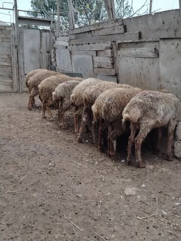 Qoyunlar, qoçlar: Razılaşmaq olar hamsı Erkəkdi qurbanlıqa yararlıdılar — 2