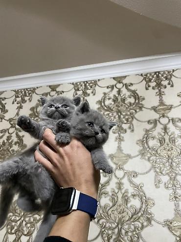 сколько стоит британская кошка: Британские котята, окрас голубой (серый). - Пушистые короткошёрстные — 4