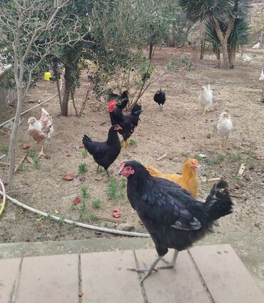 Xoruzlar: Xoruzlar her növde var qiymetler 15,17,20,25, ve 70azn çatdirilmada — 9