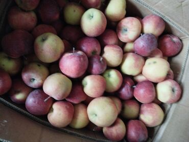 купить малину: Алмалар