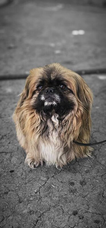 guclu itler: Pekines, 1 il, Erkek, Peyvəndli, Ödənişli çatdırılma
