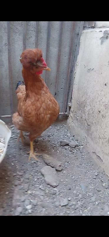 brama cucesi: Toyuq, Yumurtalıq — 2