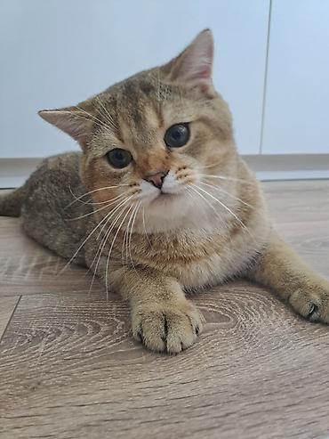 golden chinchilla: Qızıl şinşilla, Erkək, Yaxşı əllərə — 3