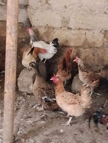 ev heyvanları satışı: Toyuq, Damazlıq — 4