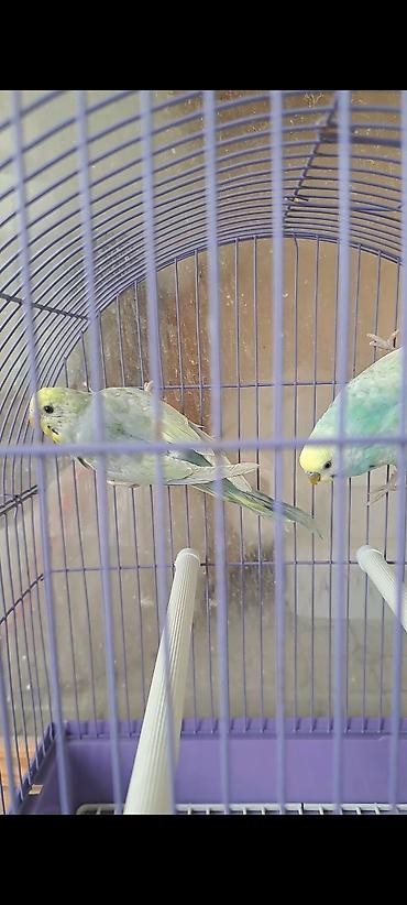 ucuz quslar: 4 aylığ cavan rainbov quşlar 50 azn qəfəssiz satılır, Ünvan — 4