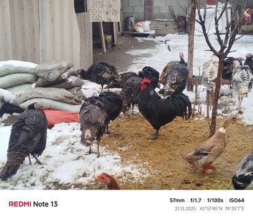 Индюки: Продаю | Индюшка (самка) | Для разведения | Племенные — 6