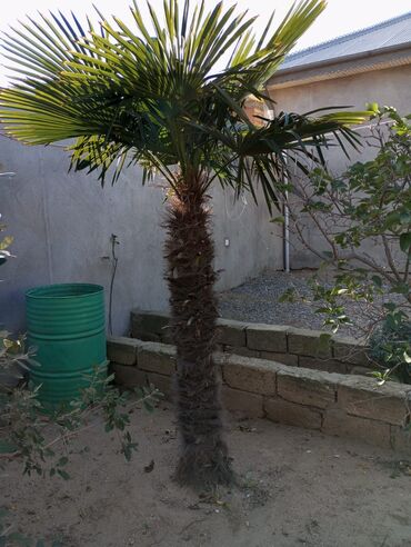 palma ağacı satışı: Palma ağacları satılır 3 növ