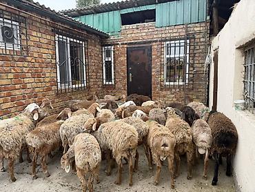 Баран, овца: Продаю | Баран (самец) | Для разведения — 12