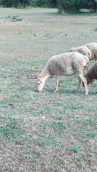 kənd təsərrufatı heyvanları: Dişi, il: 3, Damazlıq, Ünvandan götürmə — 1